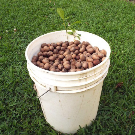 Pecans in a pail