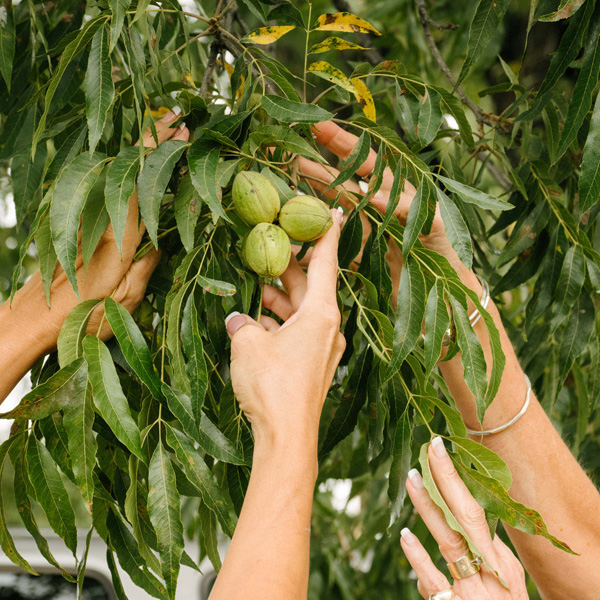 Hands harvesting pecans