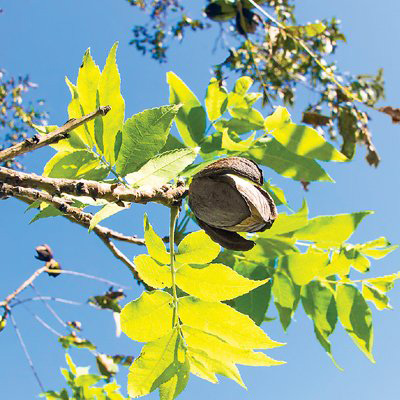 Pecans on a branch